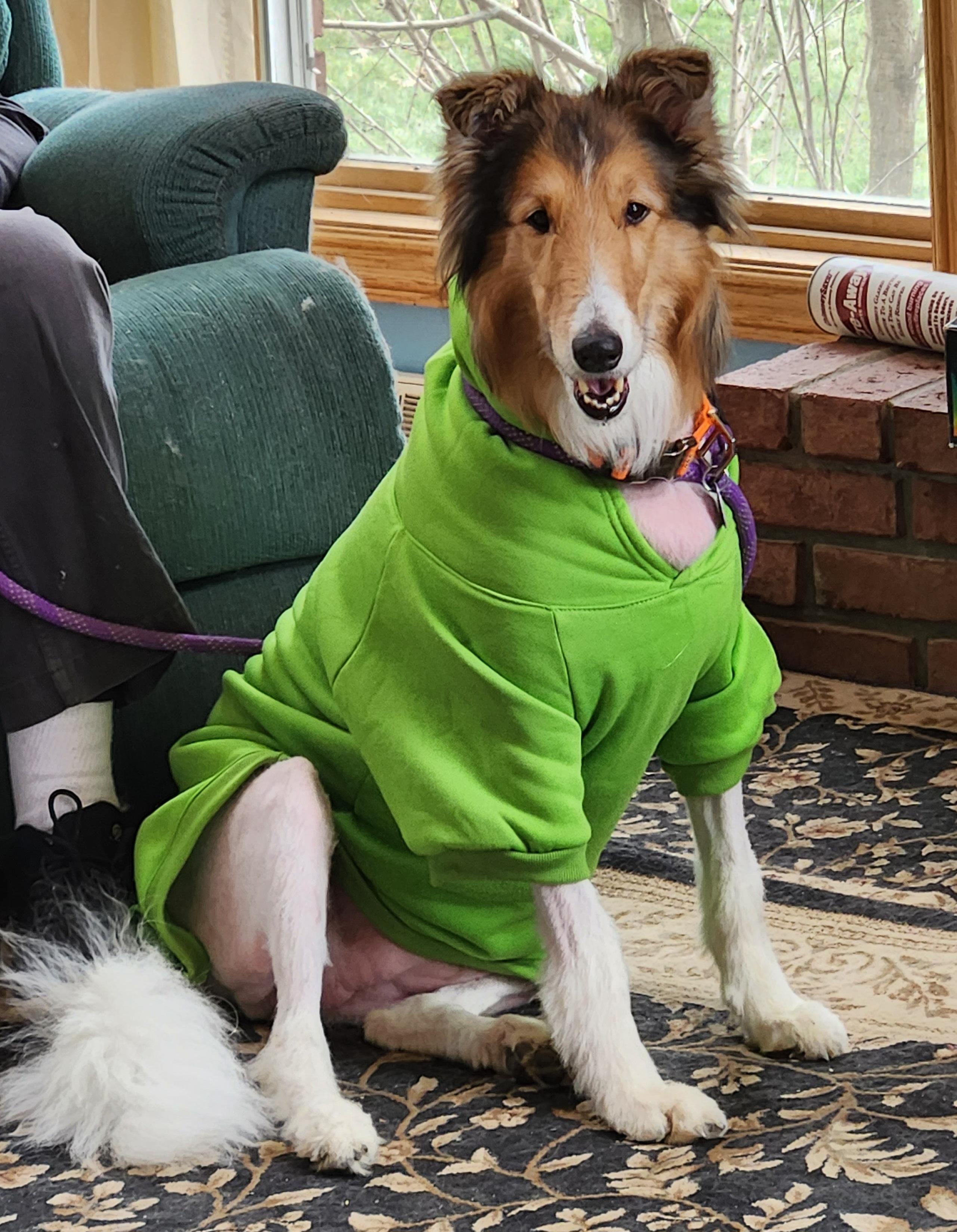 Rosalia Lily, Adopted, Senior Female Rough Collie.