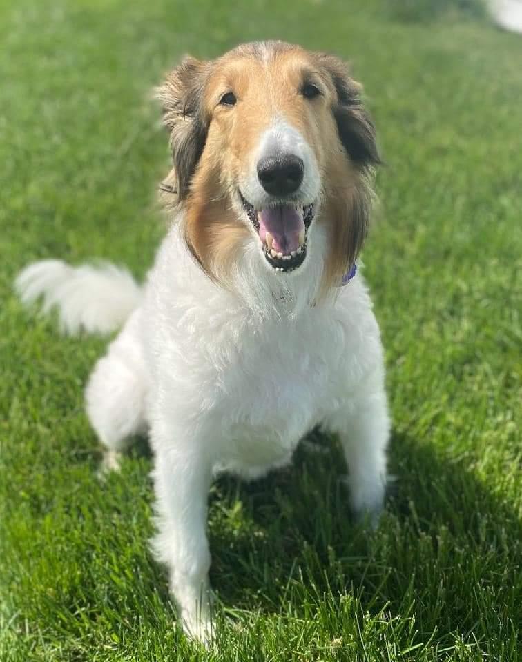 Enlarge Rosalia Lily, a Adopted Rough Collie in Elyria, OH image 2/6