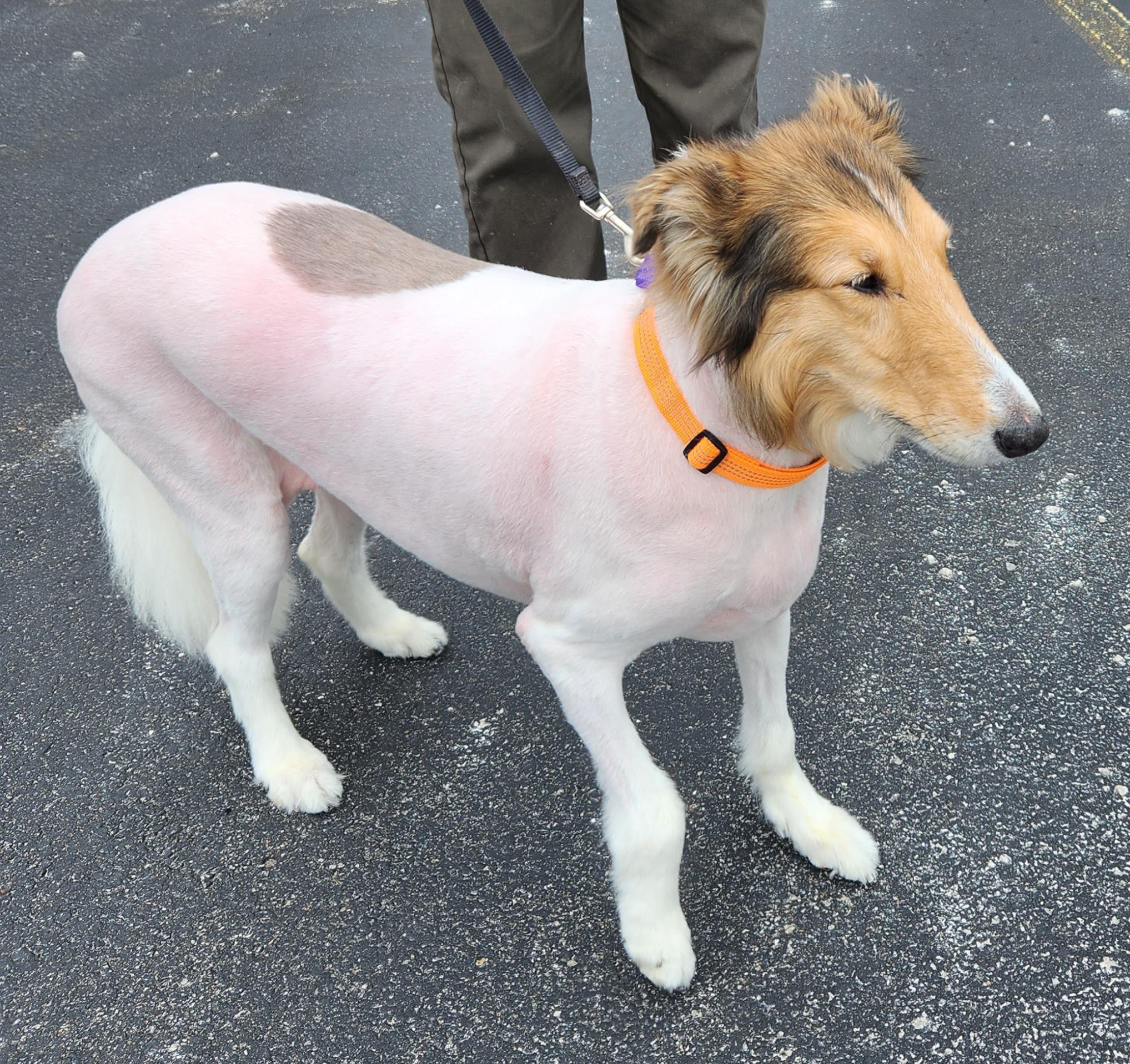 Enlarge Rosalia Lily, a Adopted Rough Collie in Elyria, OH image 3/6