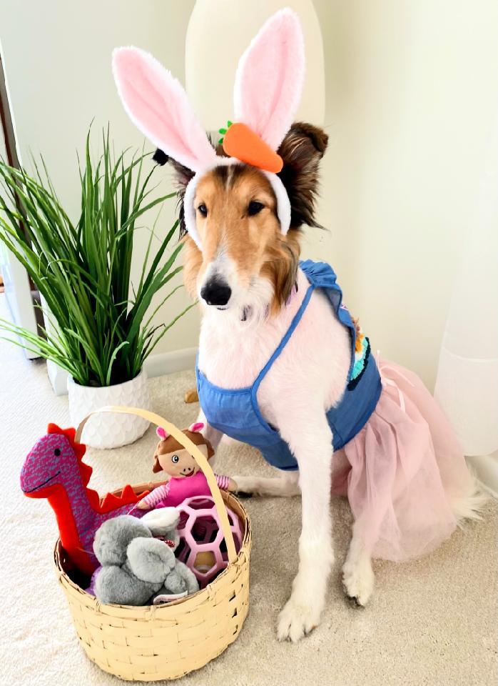 Enlarge Rosalia Lily, a Adopted Rough Collie in Elyria, OH image 4/6