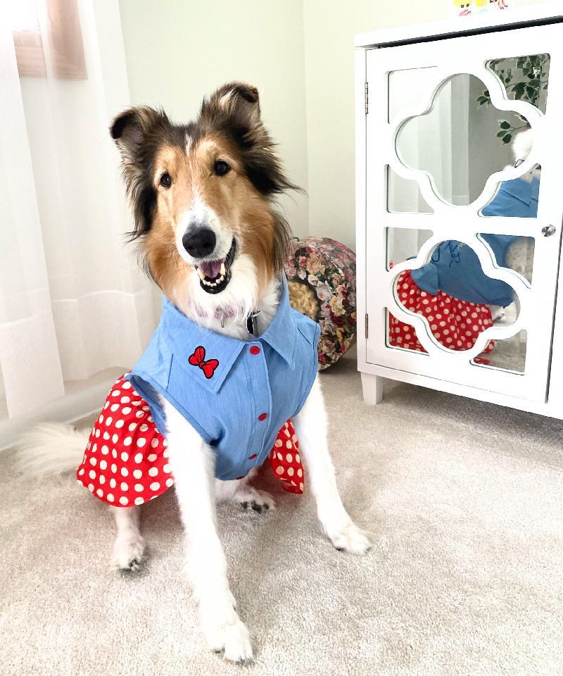 Enlarge Rosalia Lily, a Adopted Rough Collie in Elyria, OH image 5/6