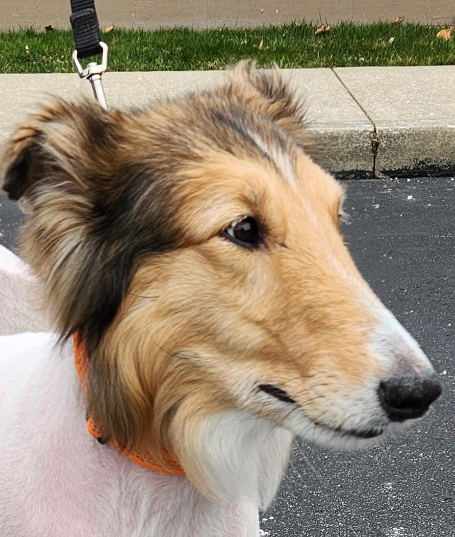 Enlarge Rosalia Lily, a Adopted Rough Collie in Elyria, OH image 6/6