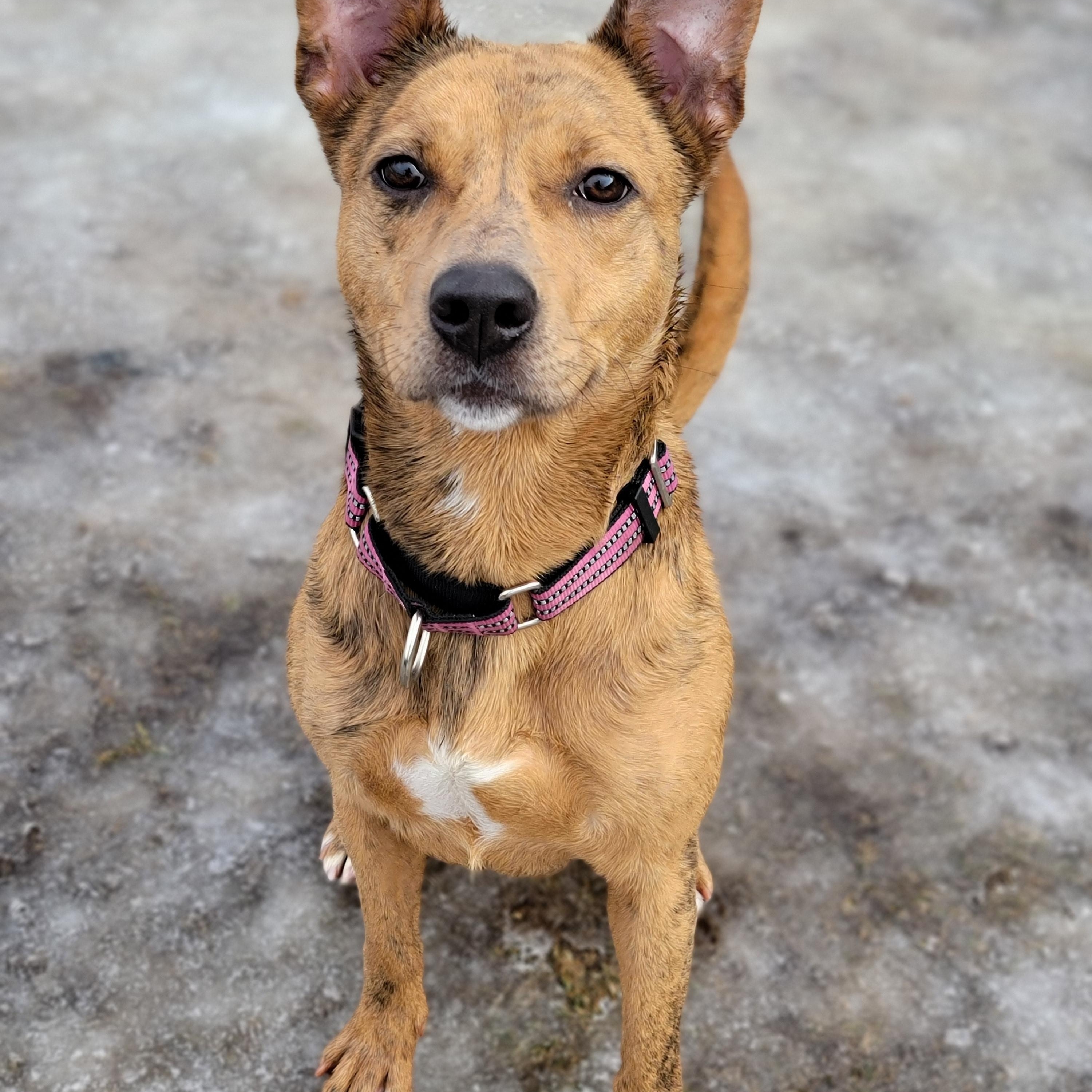 Enlarge Basil, a Adoptable mixed breed in Hornell, NY image 1/1