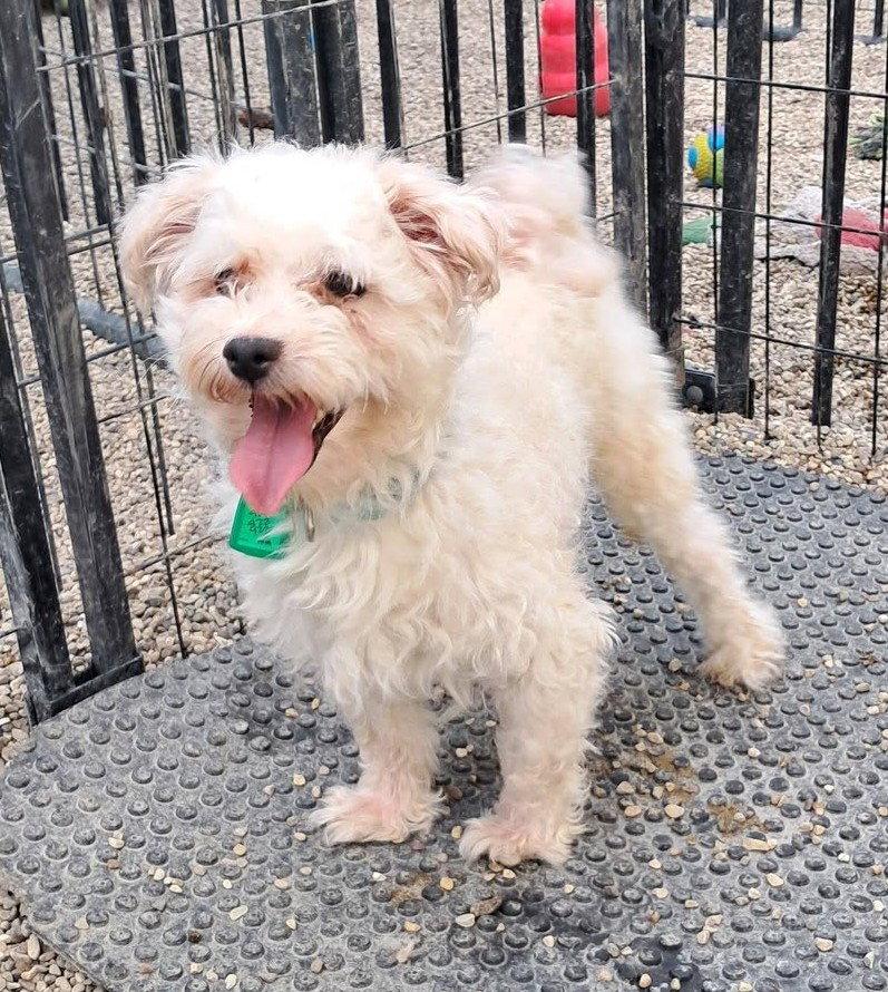 Enlarge Chia, a Adoptable Poodle in Mukwonago, WI image 1/1