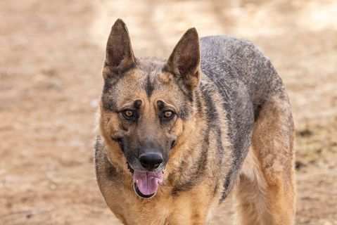 Enlarge DALILA, a Adoptable German Shepherd Dog in Pearce, AZ image 1/4