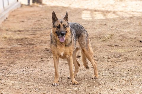Enlarge DALILA, a Adoptable German Shepherd Dog in Pearce, AZ image 2/4