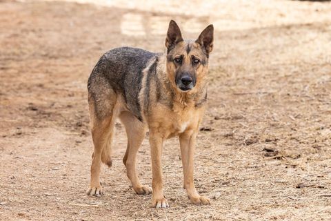 Enlarge DALILA, a Adoptable German Shepherd Dog in Pearce, AZ image 3/4