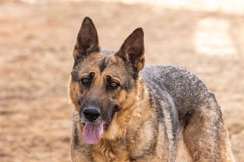Enlarge DALILA, a Adoptable German Shepherd Dog in Pearce, AZ image 4/4