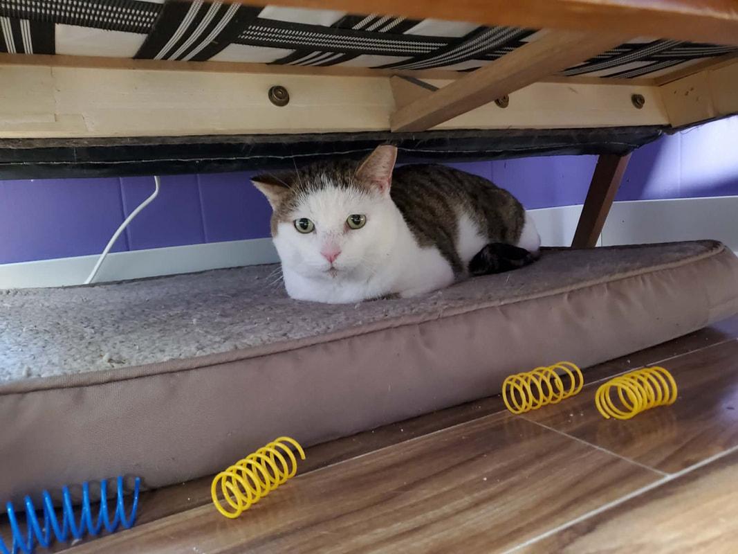 Sandler, adopted, Adult Male Domestic Short Hair.