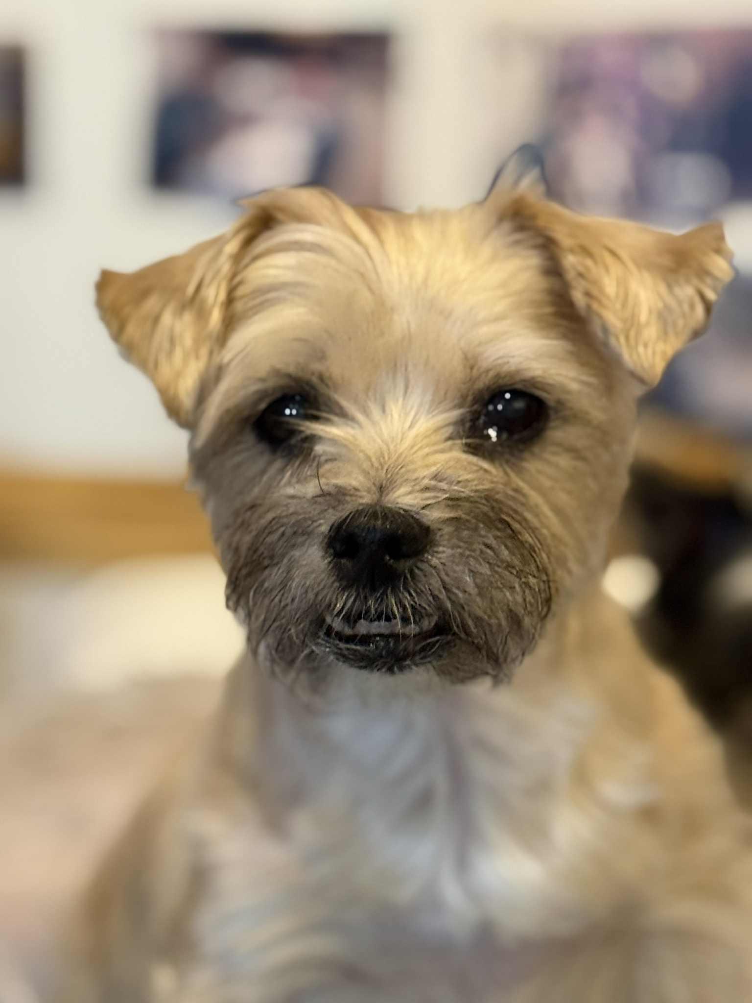 KIRBEE, ADOPTABLE, Senior Female Terrier & Mixed Breed.