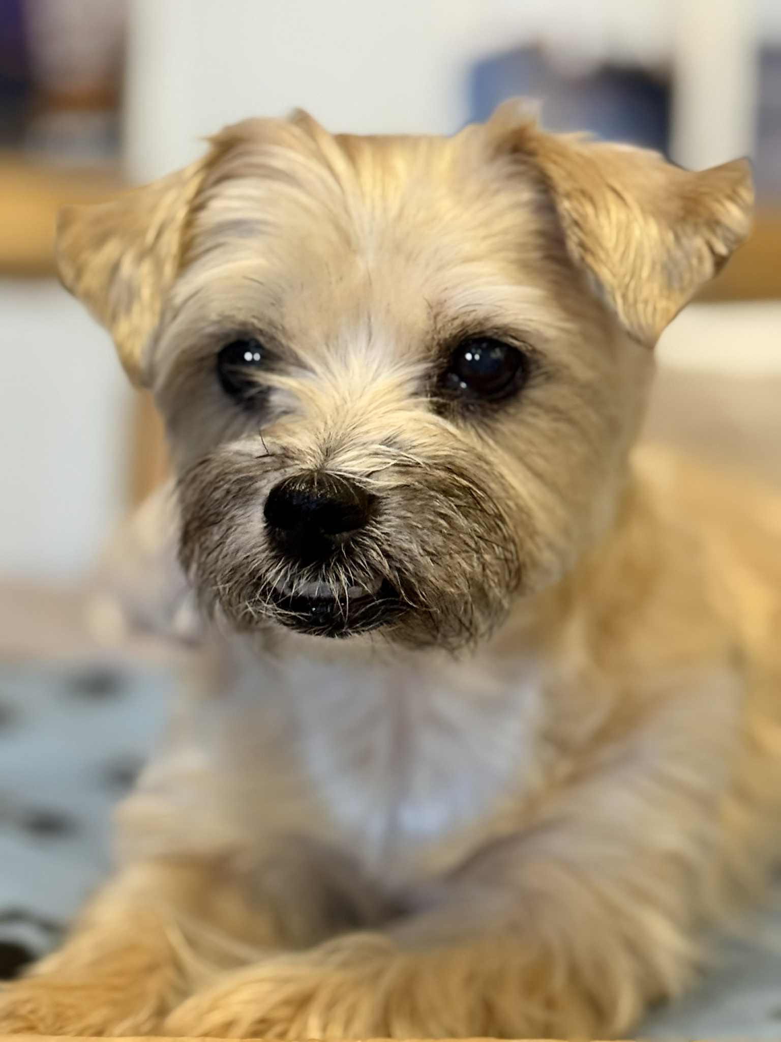 KIRBEE, a ADOPTABLE mixed breed in Port Clinton, OH image 2/3