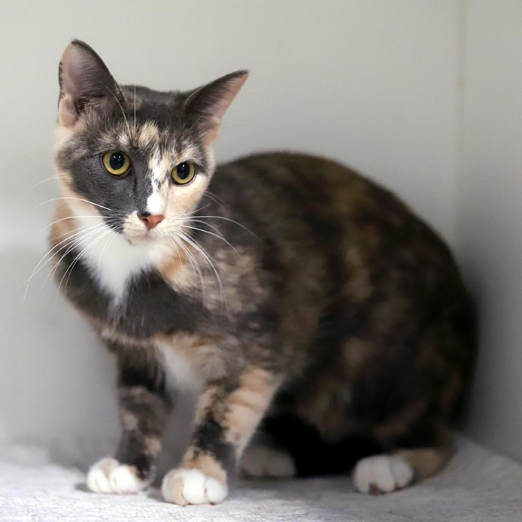 Callie — thumbnail 2