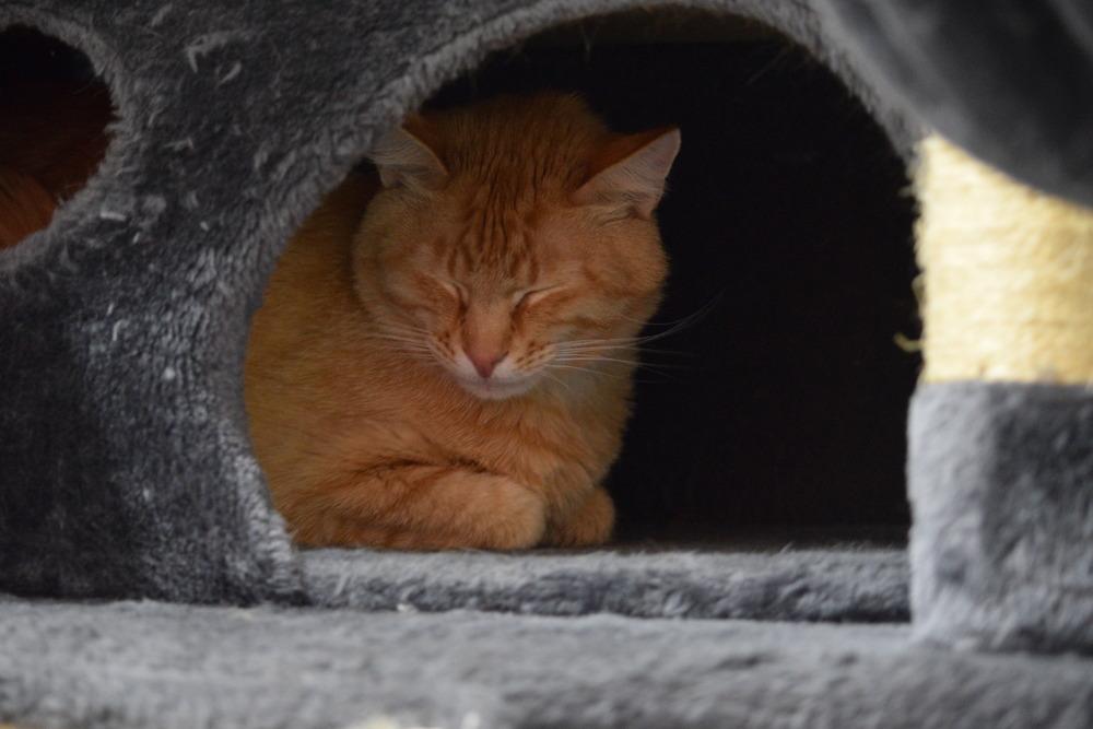 Rusty, a Adoptable mixed breed in Salmon, ID image 1/3