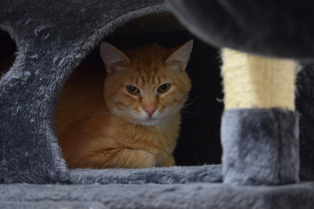 Rusty, a Adoptable mixed breed in Salmon, ID image 2/3