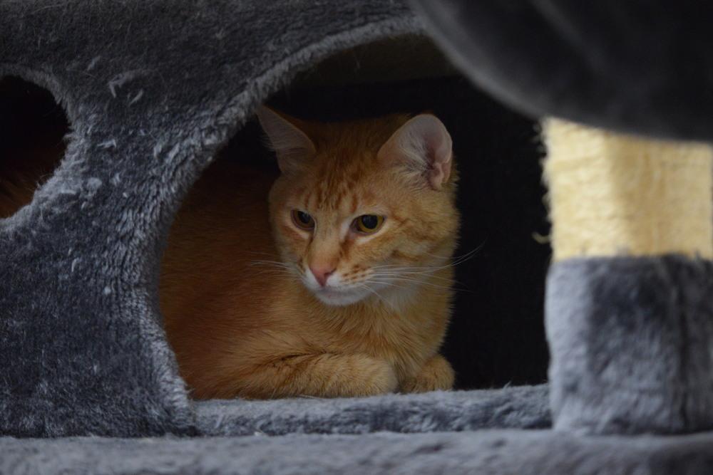 Rusty, a Adoptable mixed breed in Salmon, ID image 3/3