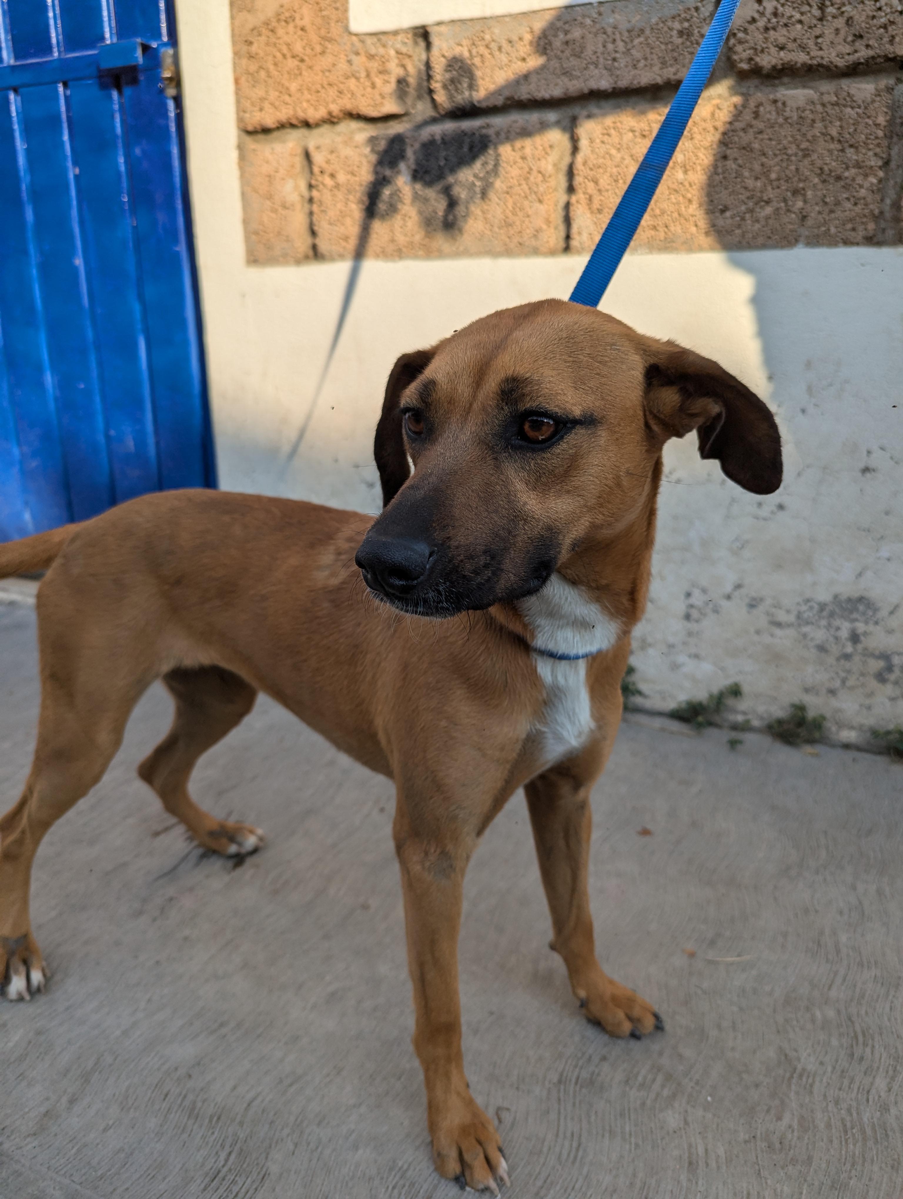Enlarge Abril, a Adoptable mixed breed in Portales Sur, DIF image 1/6