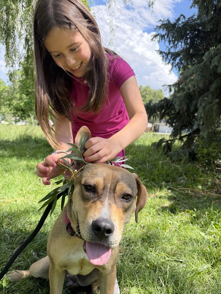 Lily, Adoptable, Puppy Female Pit Bull Terrier.