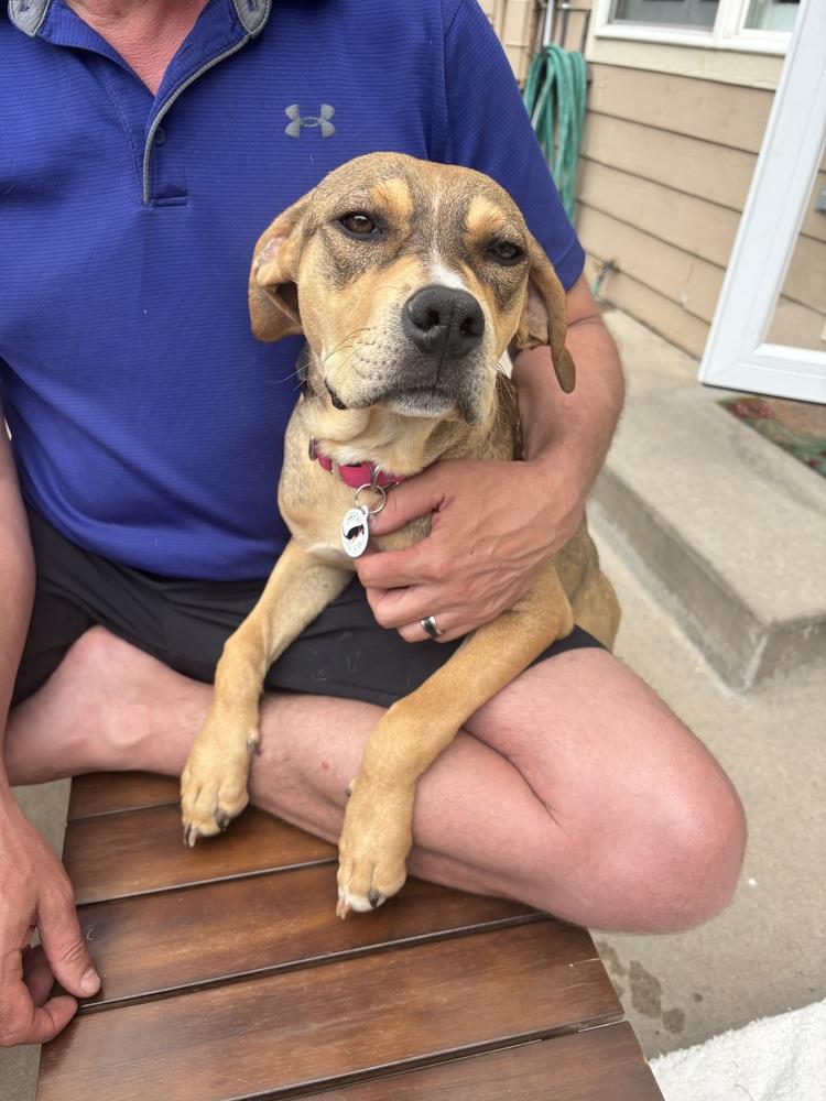 Lily, a Adoptable mixed breed in Denver, CO image 3/6