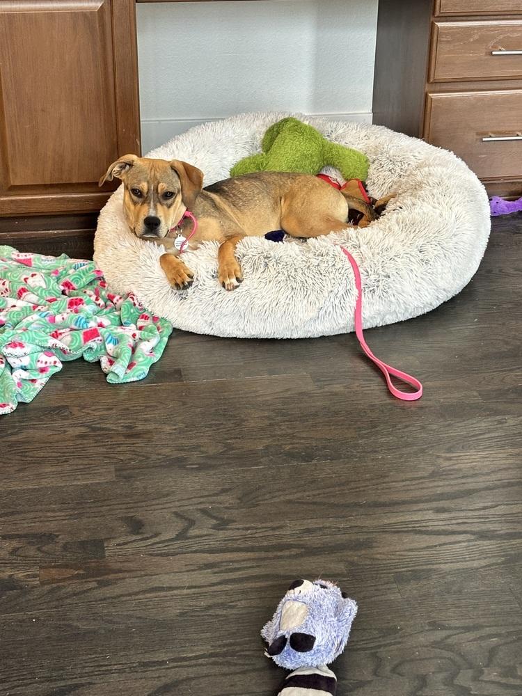 Lily, a Adoptable mixed breed in Denver, CO image 4/6