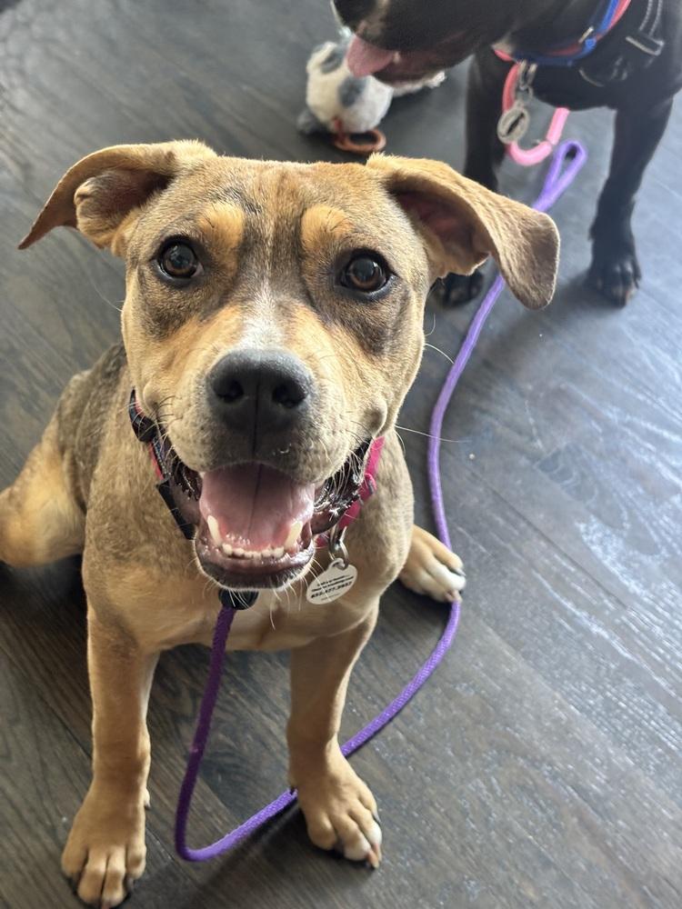 Lily, a Adoptable mixed breed in Denver, CO image 5/6