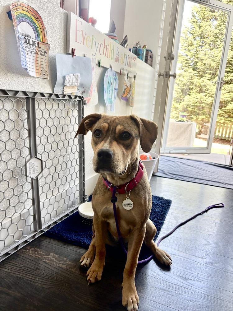 Lily, a Adoptable mixed breed in Denver, CO image 6/6