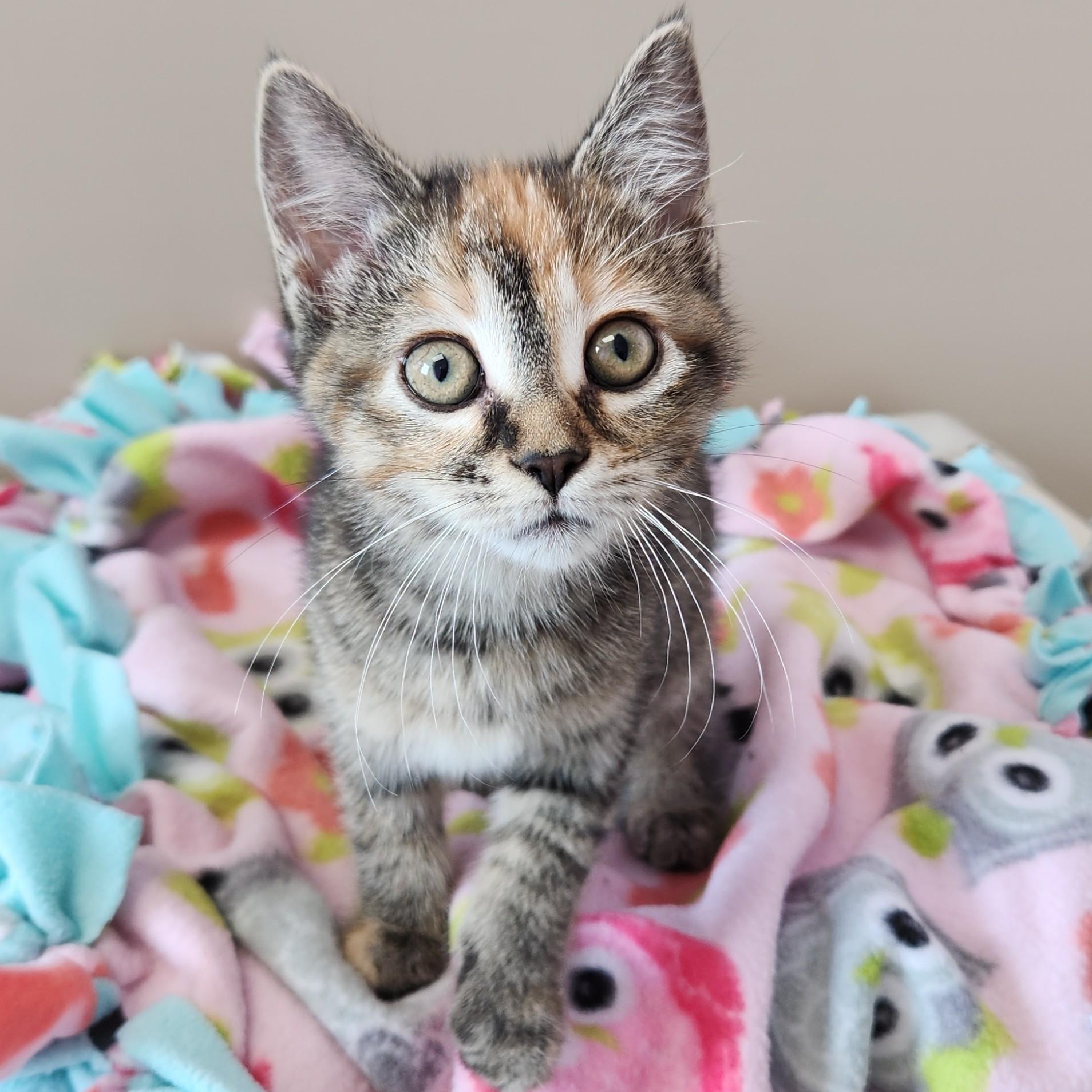 Enlarge Pawni, a ADOPTABLE Torbie in Marshfield, WI image 3/4