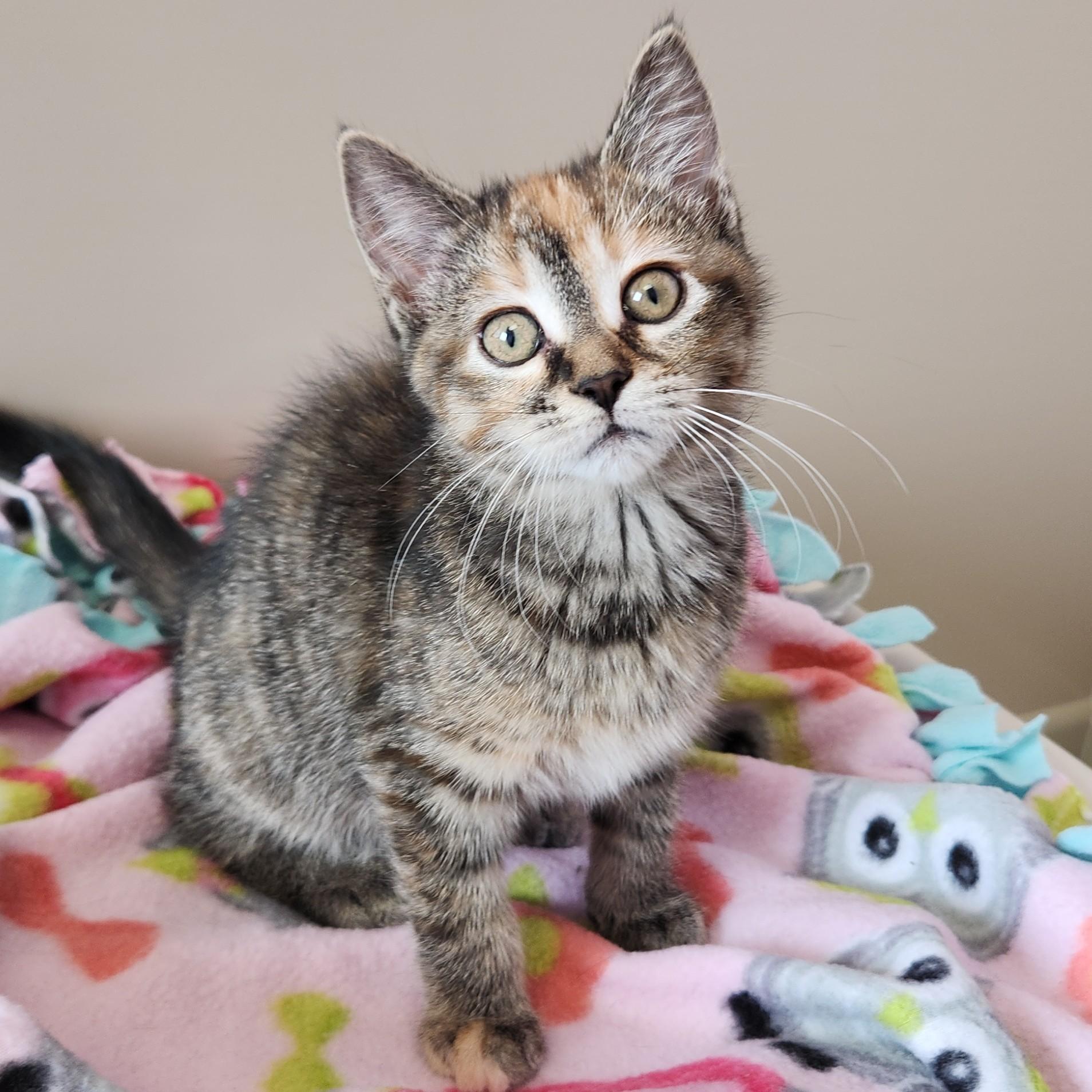 Enlarge Pawni, a ADOPTABLE Torbie in Marshfield, WI image 2/4