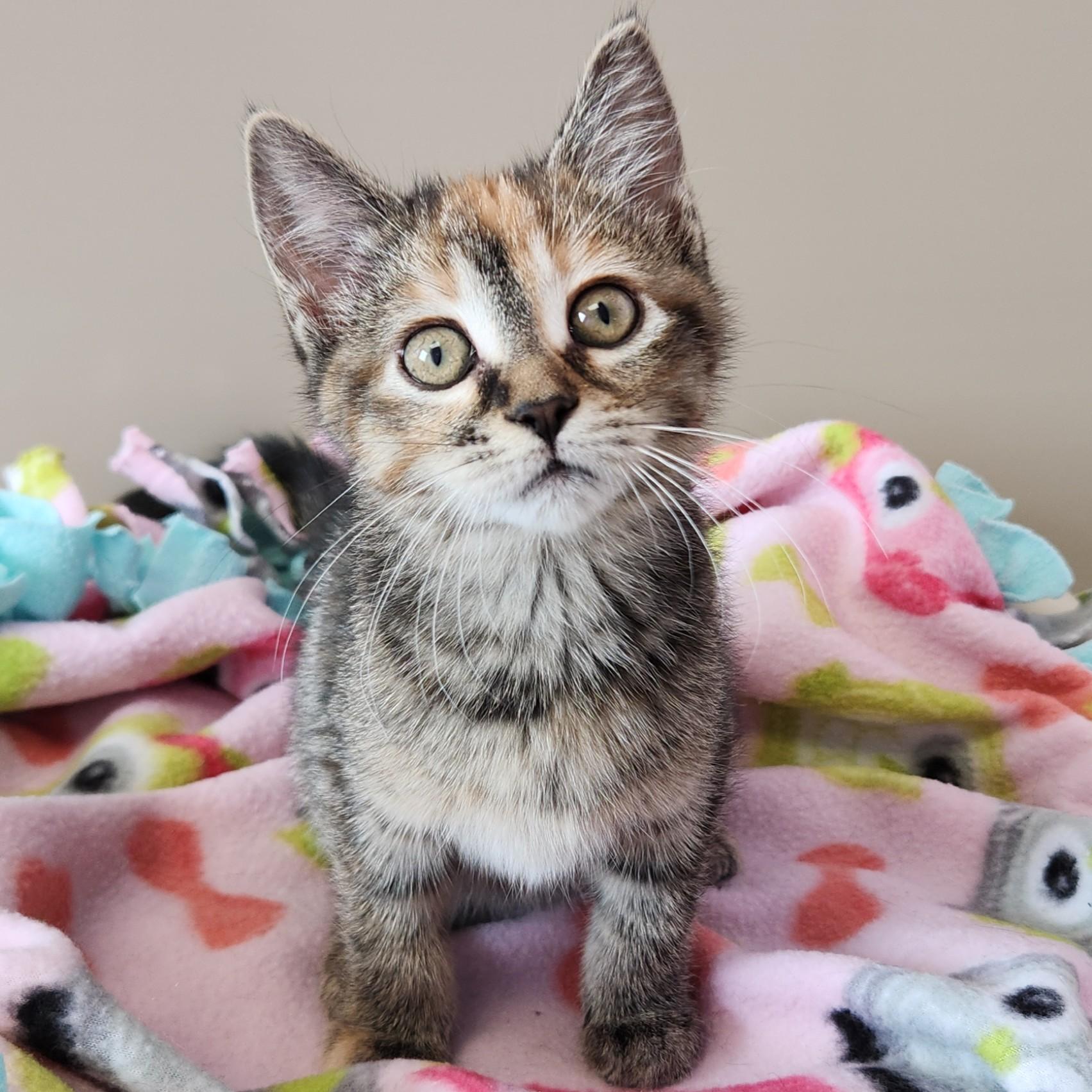 Enlarge Pawni, a ADOPTABLE Torbie in Marshfield, WI image 1/4