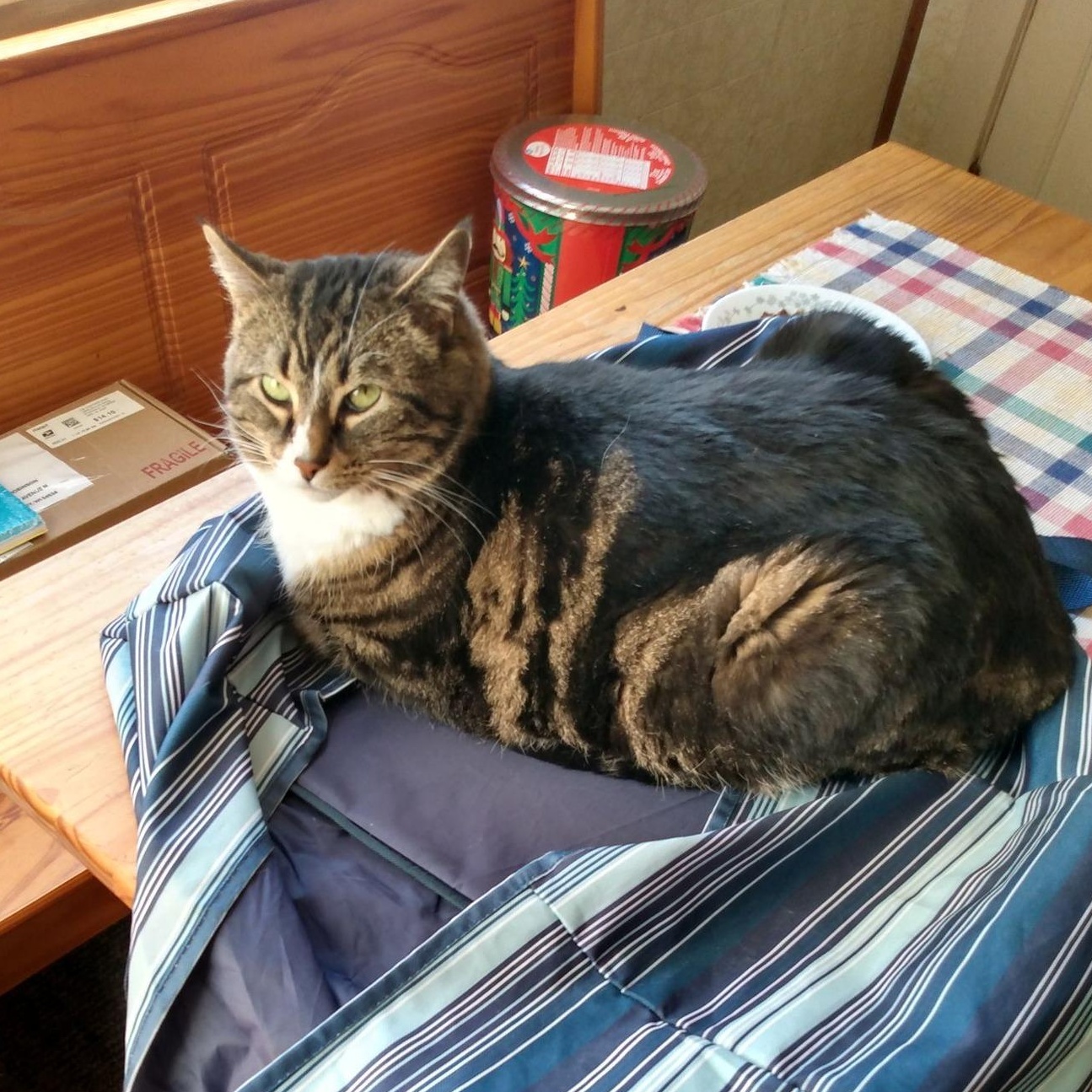 Enlarge JACK, an adopted Domestic Short Hair in Chicago, IL image 5/6