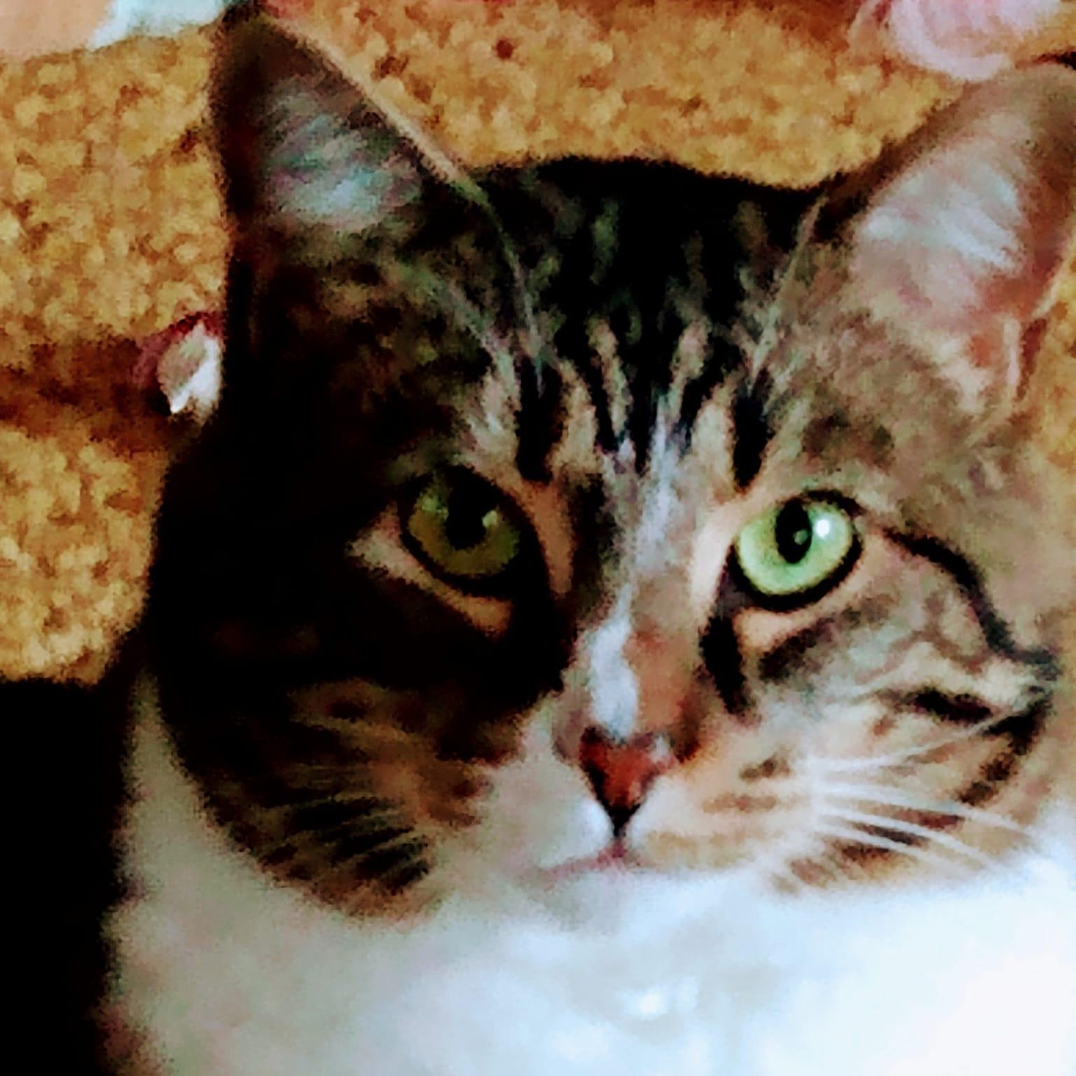 Enlarge JACK, an adopted Domestic Short Hair in Chicago, IL image 3/6