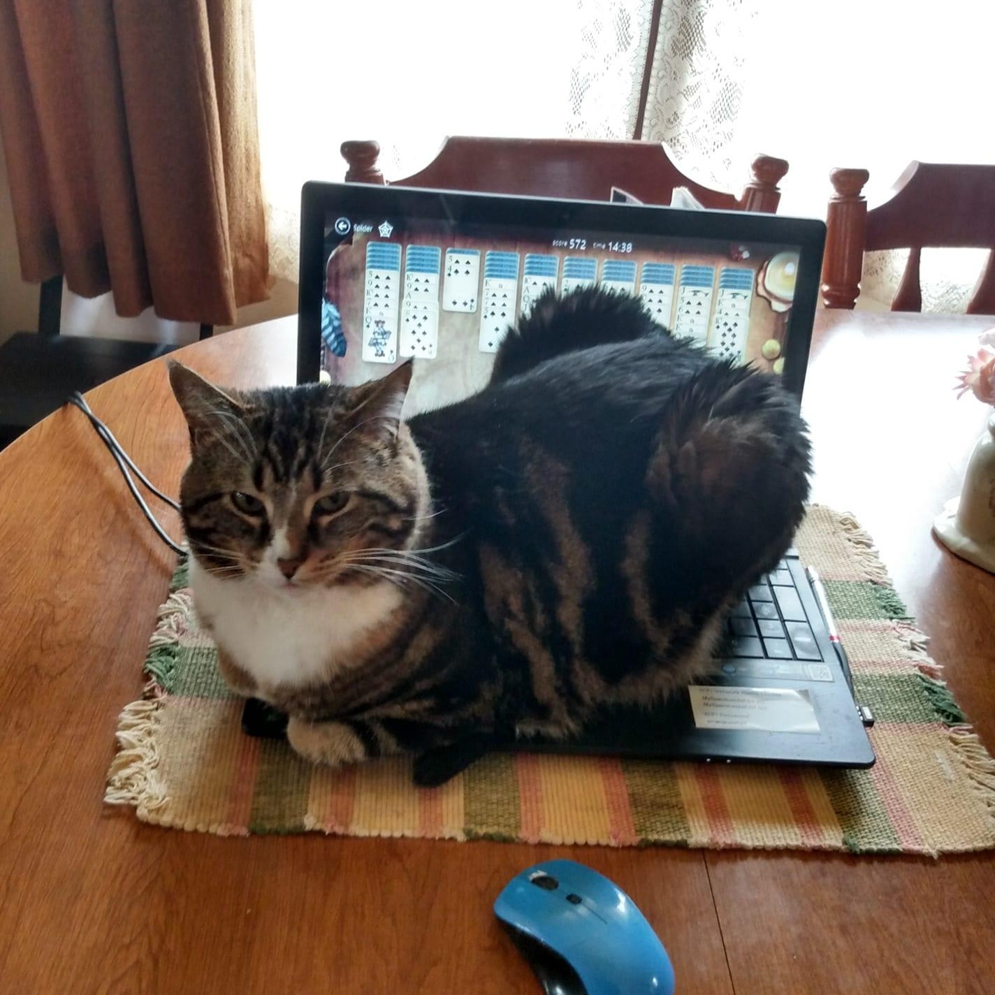 Enlarge JACK, an adopted Domestic Short Hair in Chicago, IL image 4/6