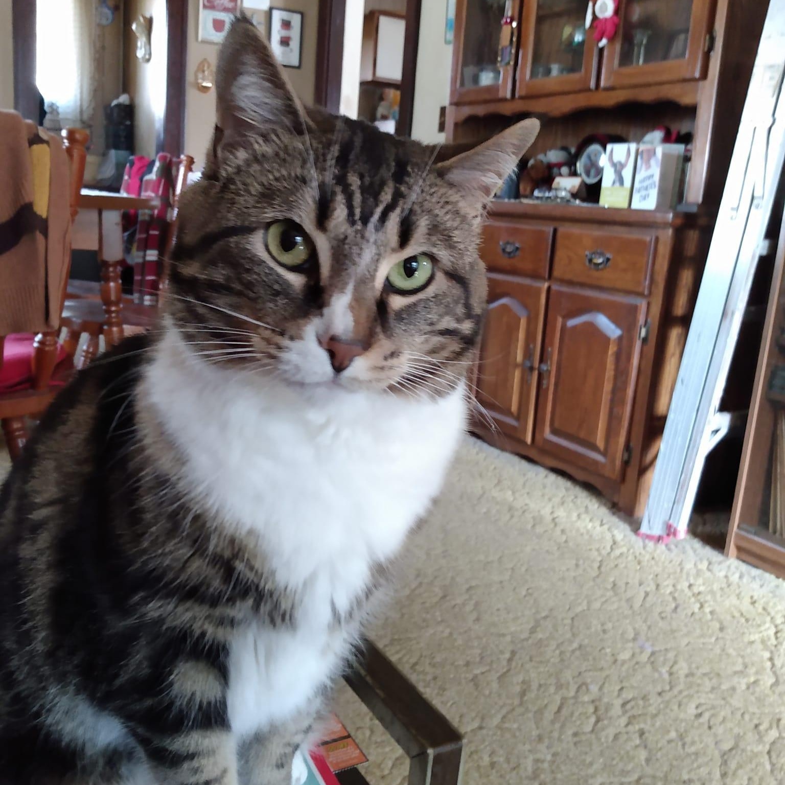 Enlarge JACK, an adopted Domestic Short Hair in Chicago, IL image 1/6