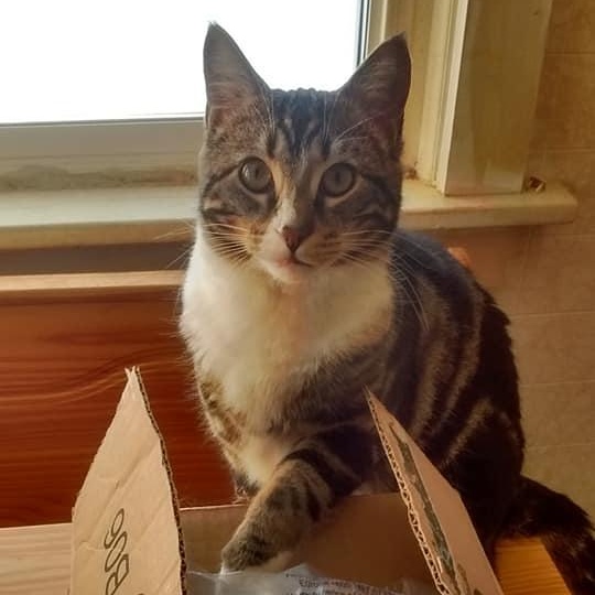 Enlarge JACK, an adopted Domestic Short Hair in Chicago, IL image 6/6