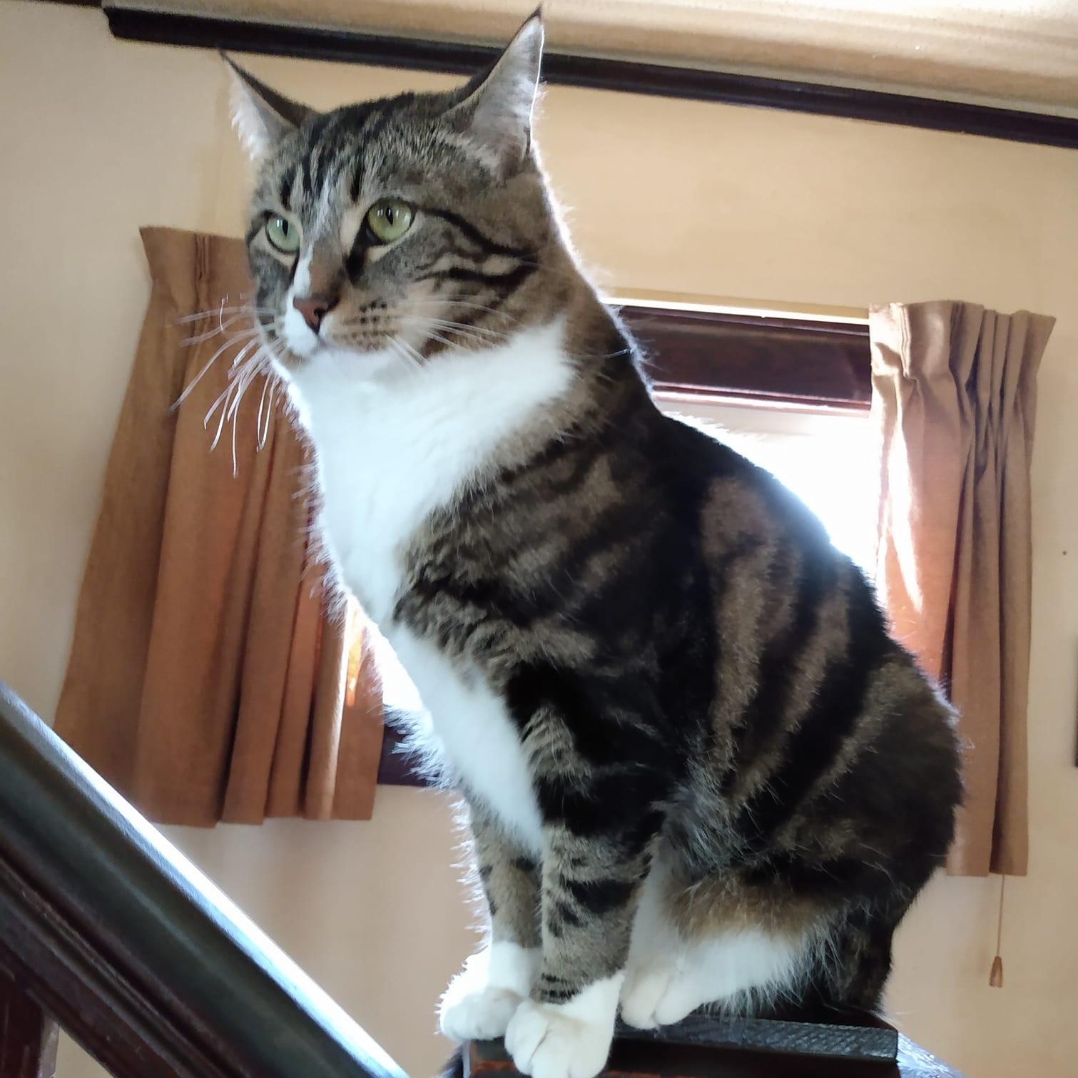 Enlarge JACK, an adopted Domestic Short Hair in Chicago, IL image 2/6