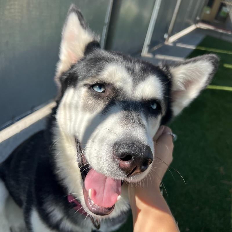 Lumi, a Adoptable Mixed Breed in Truckee, CA image 5/5