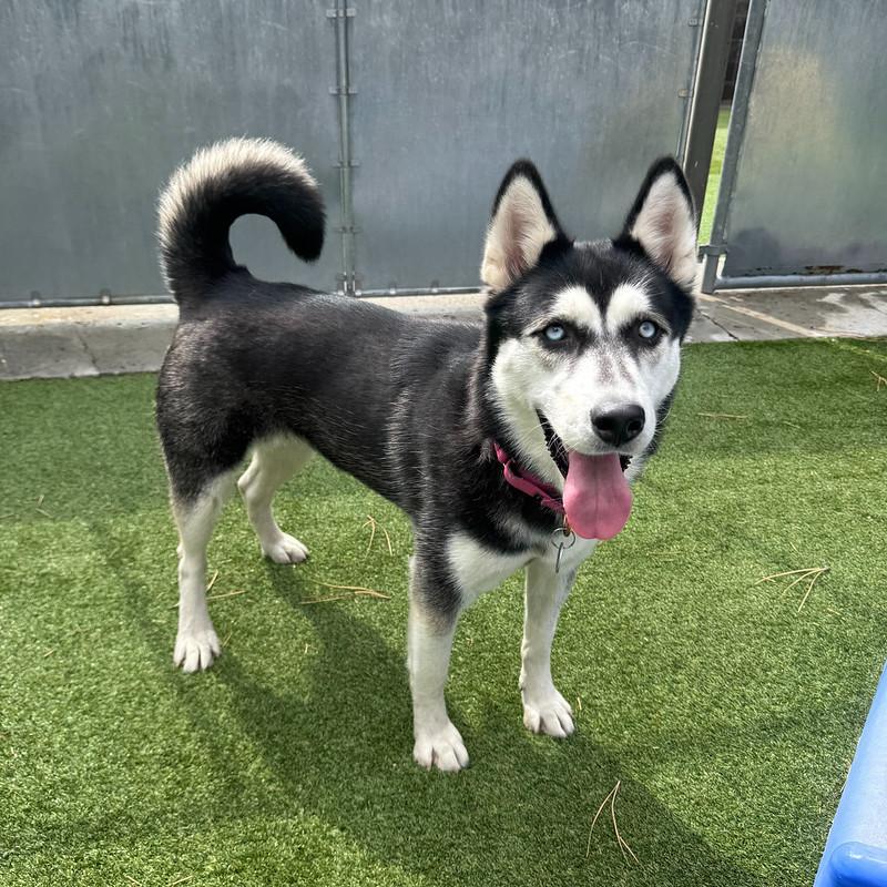 Lumi, Adoptable, Young Female Mixed Breed.