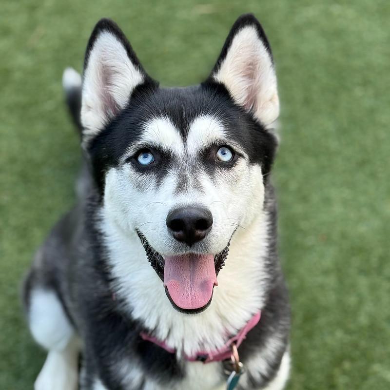 Lumi, a Adoptable Mixed Breed in Truckee, CA image 4/5