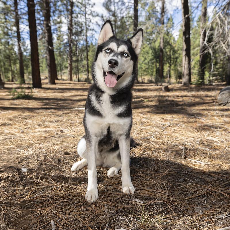 Lumi, Adoptable, Young Female Mixed Breed.