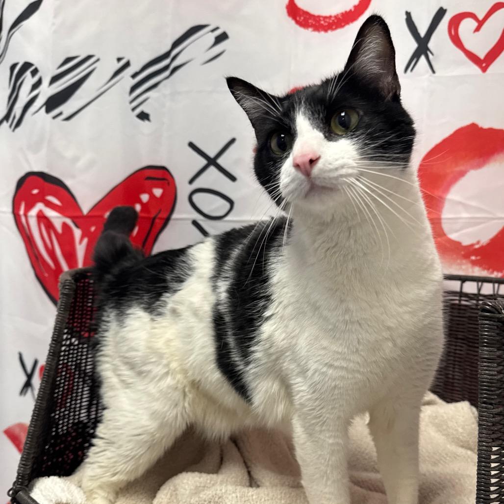 Tucks, Adoptable, Senior Male Domestic Short Hair.