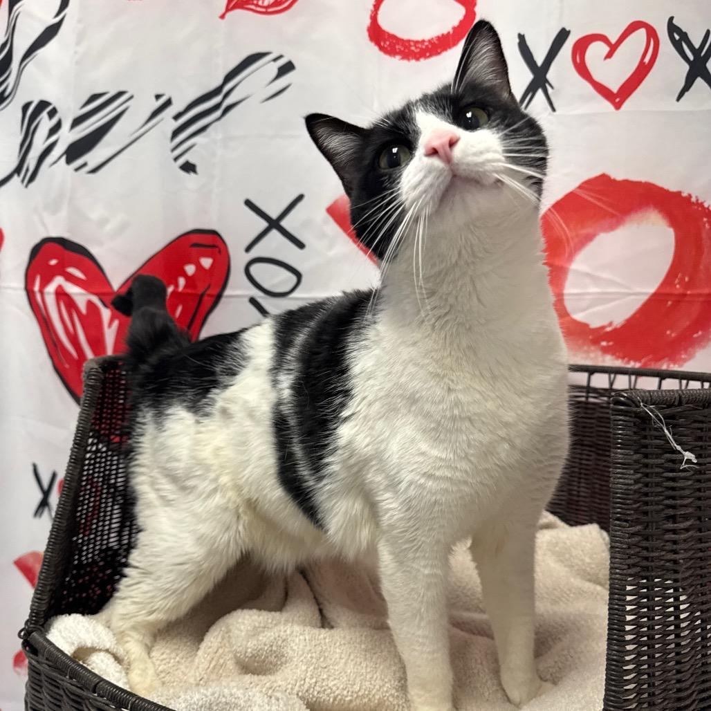 Enlarge Tucks, a Adoptable Domestic Short Hair in Henderson, NV image 2/4