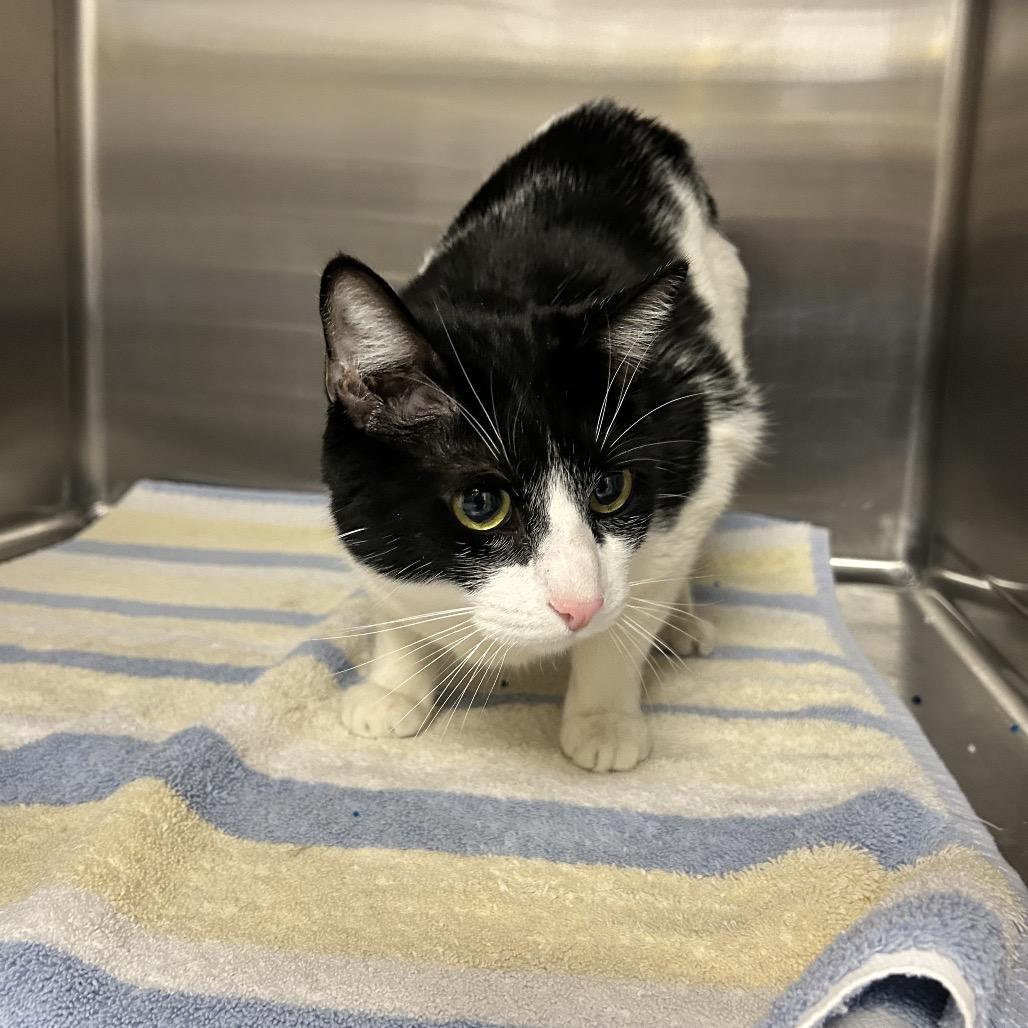 Enlarge Tucks, a Adoptable Domestic Short Hair in Henderson, NV image 3/4