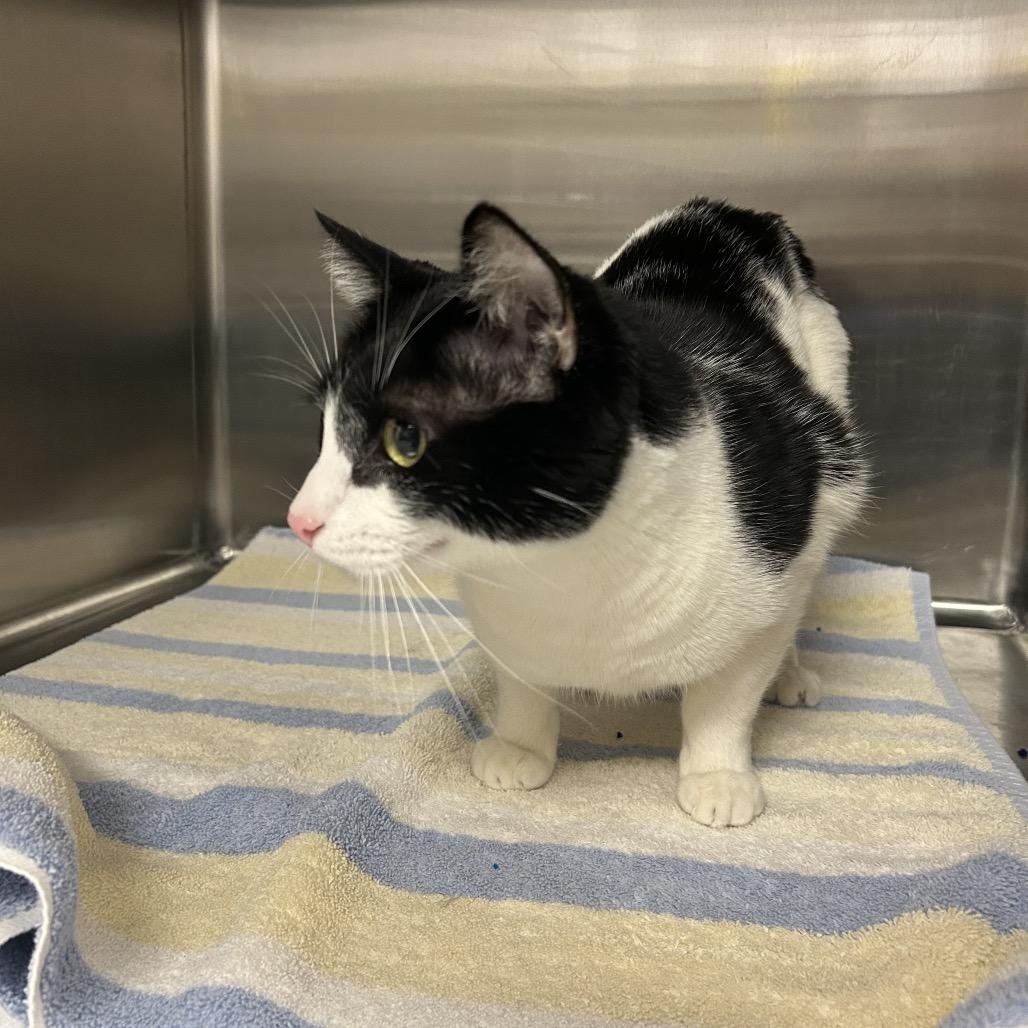 Enlarge Tucks, a Adoptable Domestic Short Hair in Henderson, NV image 4/4