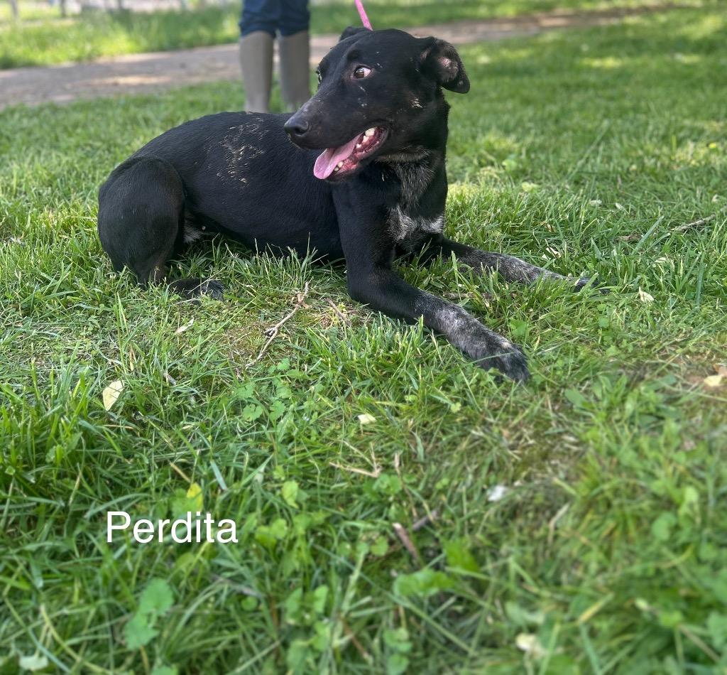 Perdita, Adoptable, Adult Female Labrador Retriever & Greyhound.