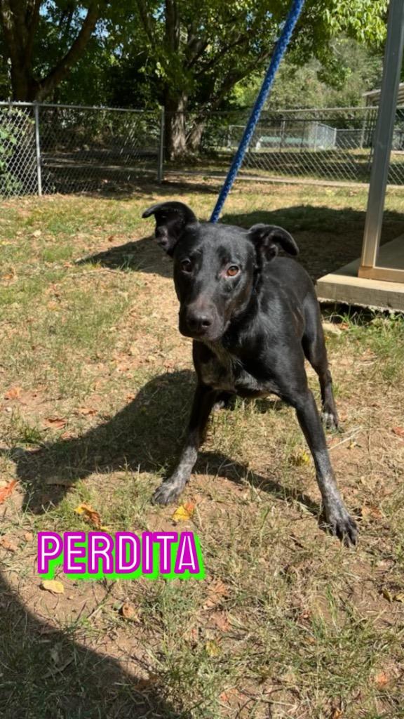Perdita, a Adoptable mixed breed in Lawrenceburg, TN image 3/6