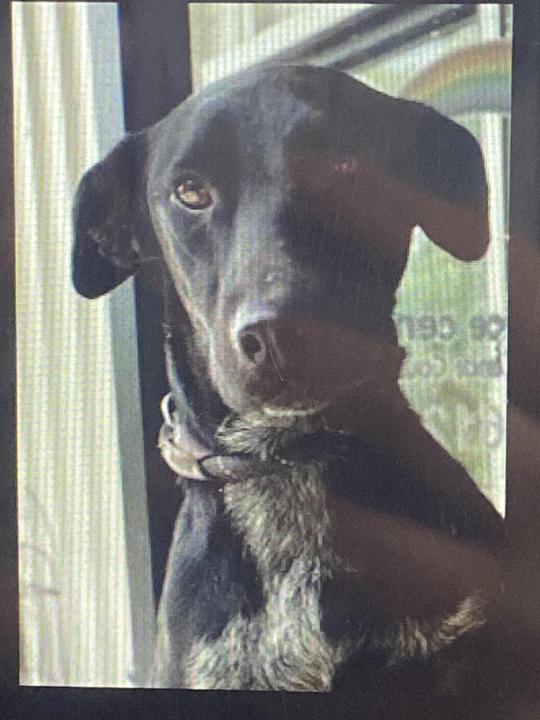 Perdita, a Adoptable mixed breed in Lawrenceburg, TN image 2/6