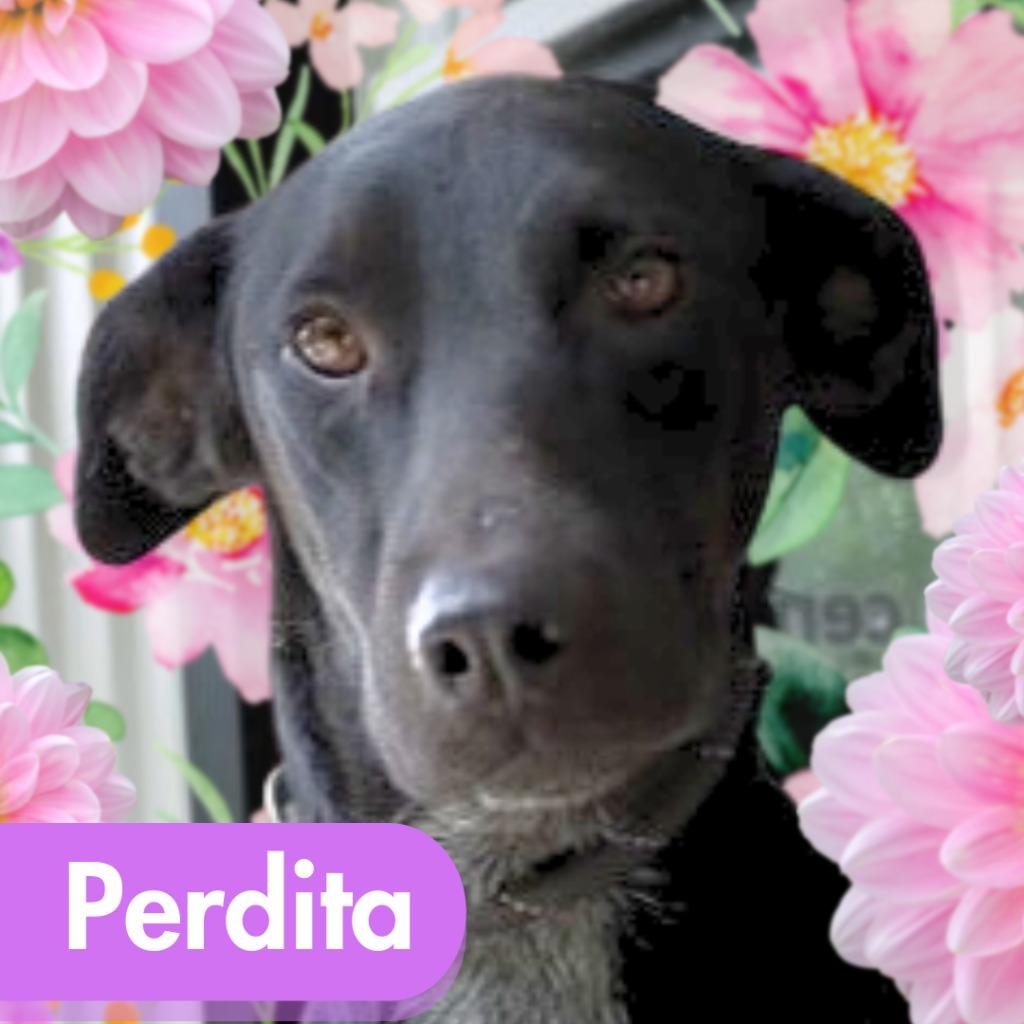 Perdita, a Adoptable mixed breed in Lawrenceburg, TN image 3/6