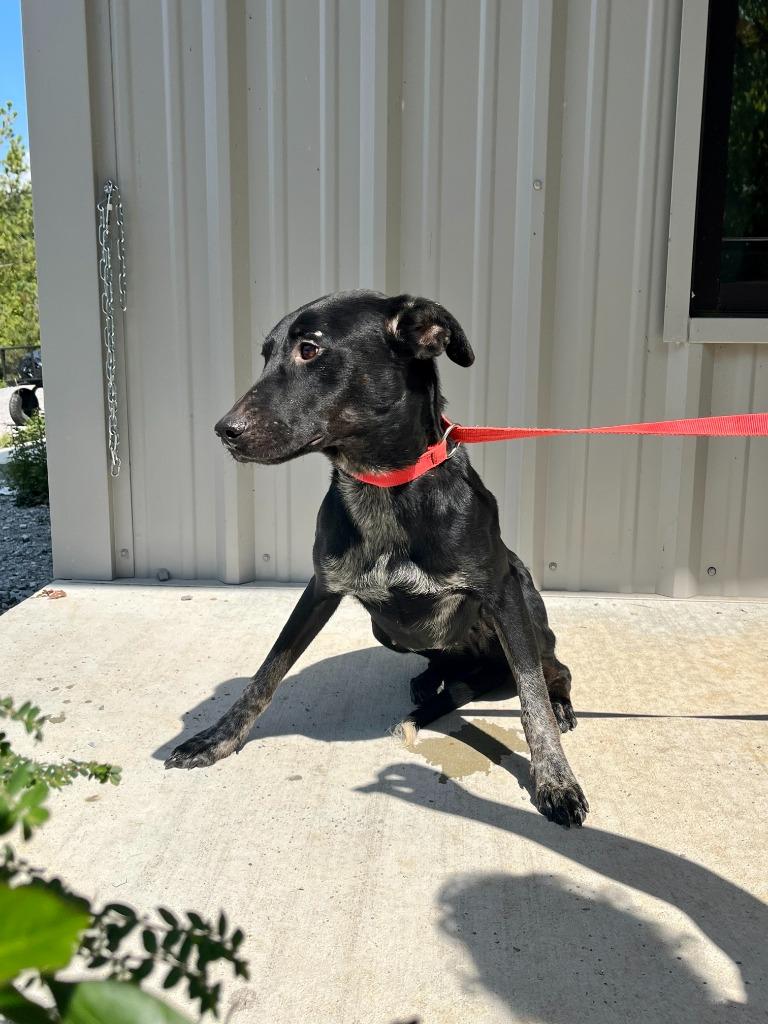 Perdita, a Adoptable mixed breed in Lawrenceburg, TN image 4/6