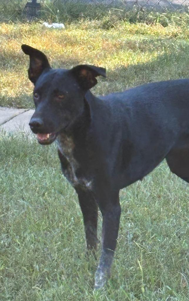 Enlarge Perdita, a Adoptable mixed breed in Lawrenceburg, TN image 4/4