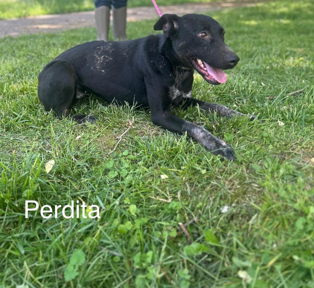 Enlarge Perdita, a Adoptable mixed breed in Lawrenceburg, TN image 6/6