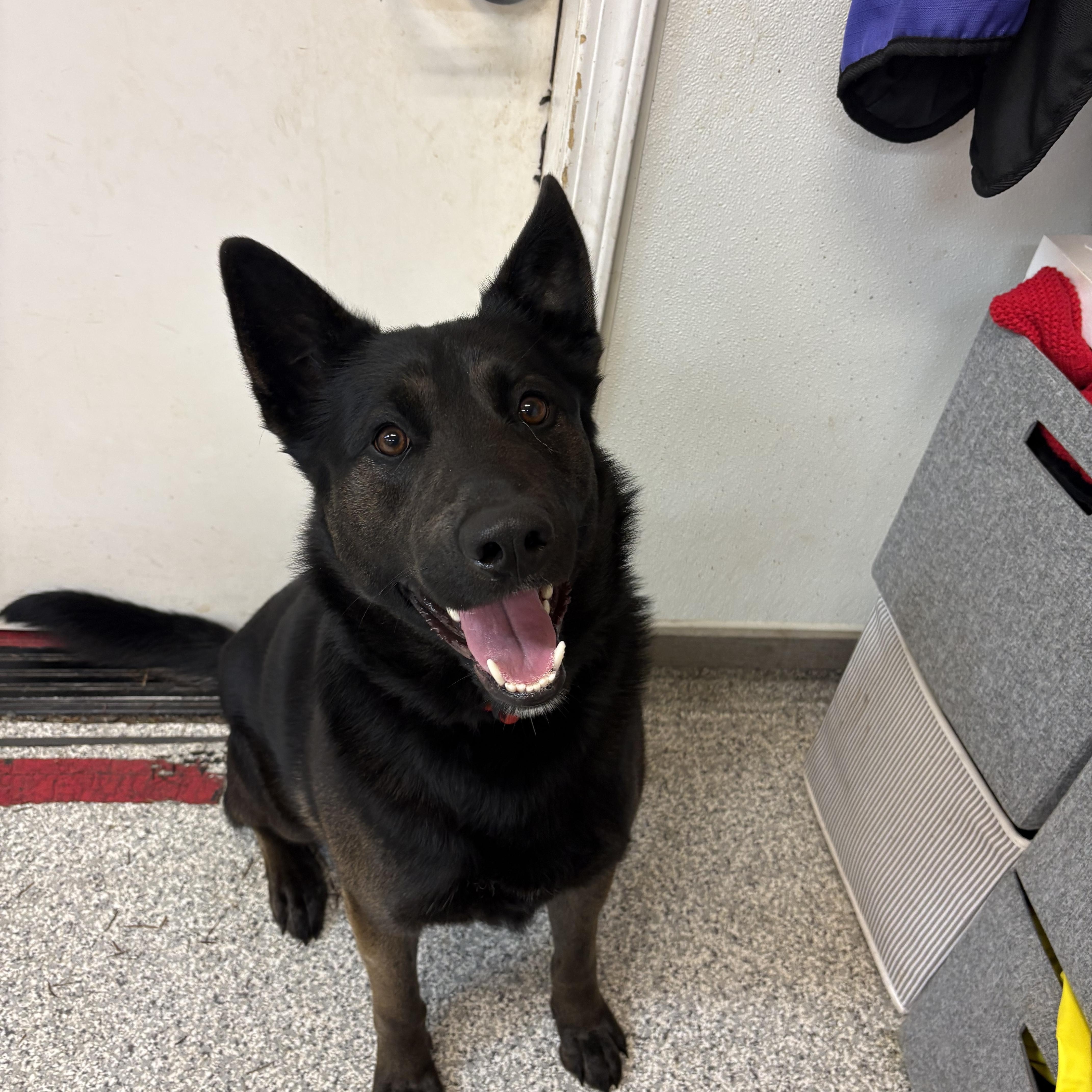 Enlarge Cash, a ADOPTABLE German Shepherd Dog in Hood River, OR image 3/3